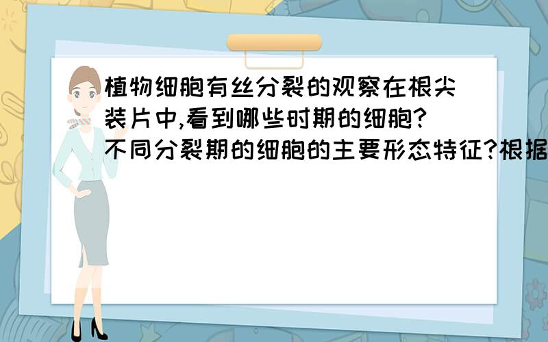 植物细胞有丝分裂的观察在根尖装片中,看到哪些时期的细胞?不同分裂期的细胞的主要形态特征?根据染色体的变化特征,写出细胞有丝分裂的顺序在实验中为什么只取2到3mm的根尖部分制作装