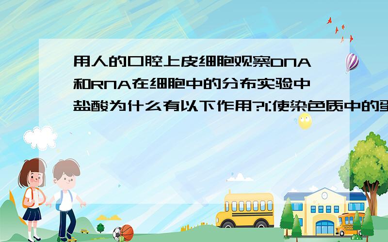 用人的口腔上皮细胞观察DNA和RNA在细胞中的分布实验中盐酸为什么有以下作用?1:使染色质中的蛋白质与DNA分离；2：改变细胞膜的通透性