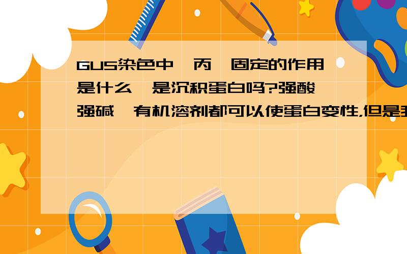 GUS染色中,丙酮固定的作用是什么,是沉积蛋白吗?强酸、强碱、有机溶剂都可以使蛋白变性，但是我的问题是gus染色中丙酮的作用，如果也是让蛋白变性，那变性的蛋白没有了酶活，怎么和底