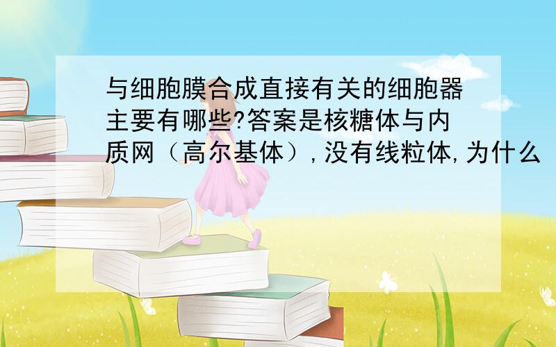 与细胞膜合成直接有关的细胞器主要有哪些?答案是核糖体与内质网（高尔基体）,没有线粒体,为什么