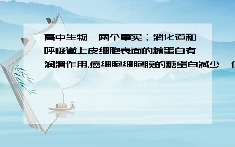 高中生物,两个事实：消化道和呼吸道上皮细胞表面的糖蛋白有润滑作用.癌细胞细胞膜的糖蛋白减少,使细胞间黏着性降低,容易在体内分散和转移.看起来很矛盾,求解答!