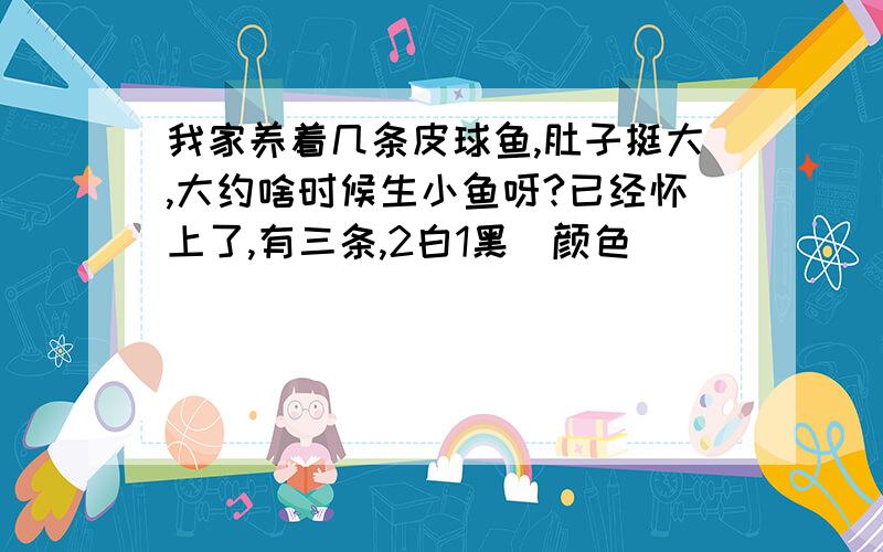 我家养着几条皮球鱼,肚子挺大,大约啥时候生小鱼呀?已经怀上了,有三条,2白1黑（颜色）