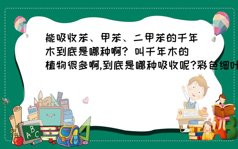 能吸收苯、甲苯、二甲苯的千年木到底是哪种啊? 叫千年木的植物很多啊,到底是哪种吸收呢?彩色细叶千年木就有3种（3色、5彩、七彩）,还有叫龙血兰的也说是千年木,还有什么巴西铁,马尾铁