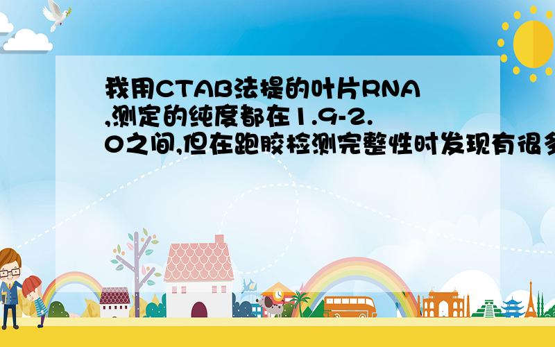 我用CTAB法提的叶片RNA,测定的纯度都在1.9-2.0之间,但在跑胶检测完整性时发现有很多条带,这是什么原因是DNA没去干净还是RNA已经降解了呢?