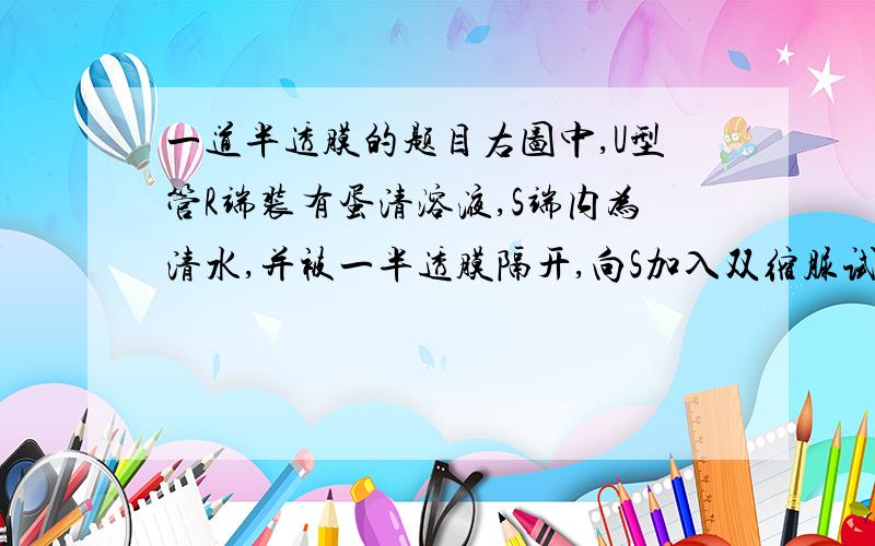 一道半透膜的题目右图中,U型管R端装有蛋清溶液,S端内为清水,并被一半透膜隔开,向S加入双缩脲试剂,预计一段时间后A 　S端成紫色，液面高于R端 　B　S端成蓝色，液面低于R端C　R端成蓝色，