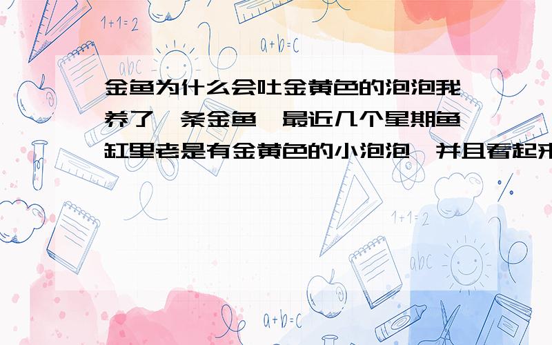 金鱼为什么会吐金黄色的泡泡我养了一条金鱼,最近几个星期鱼缸里老是有金黄色的小泡泡,并且看起来有点像油泡,是为什么呢?