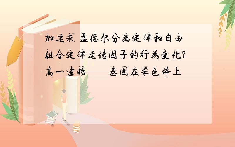 加速求 孟德尔分离定律和自由组合定律遗传因子的行为变化?高一生物——基因在染色体上