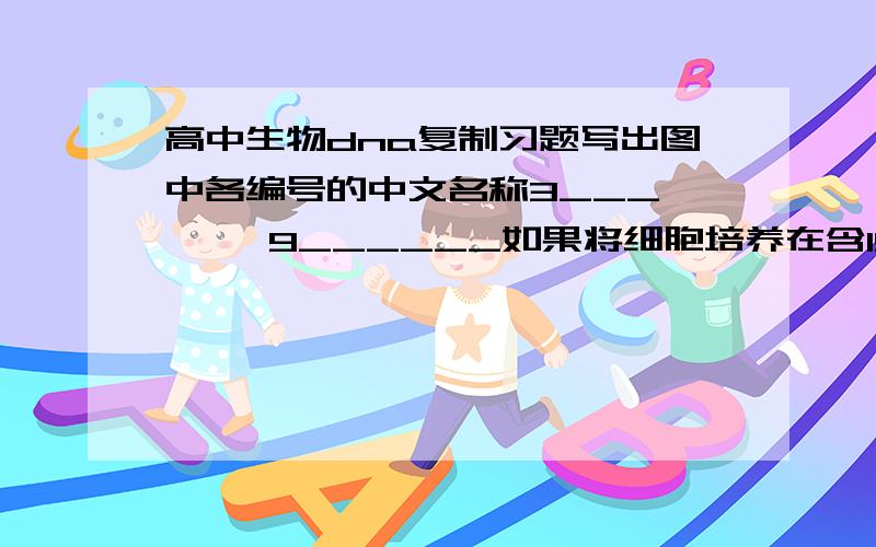 高中生物dna复制习题写出图中各编号的中文名称3___      9______如果将细胞培养在含15N的培养基上,则能在此图1.2.3中的___部分上测到15N.如果将细胞培养在含32P的培养基上,则能在此图1.2.3中的___