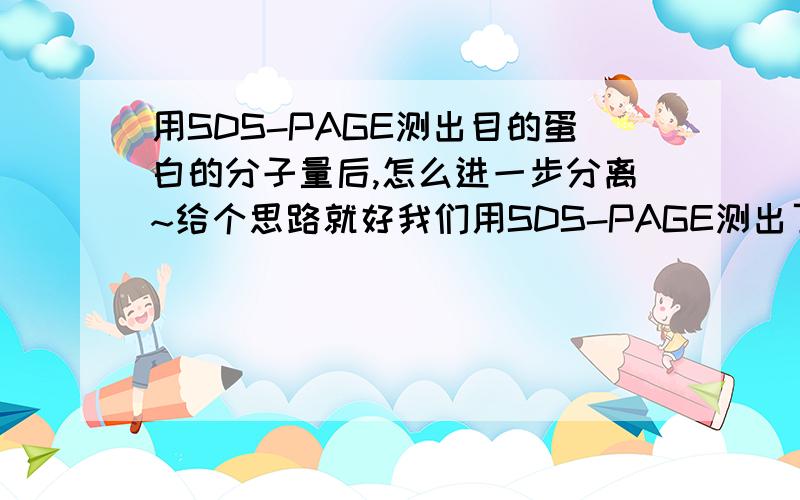 用SDS-PAGE测出目的蛋白的分子量后,怎么进一步分离~给个思路就好我们用SDS-PAGE测出了麦清蛋白的分子量,然后怎么样利用这个结果来设计下一步的分离?如果测目标蛋白的分子量是为纯化提供