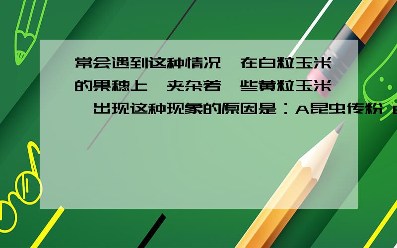 常会遇到这种情况,在白粒玉米的果穗上,夹杂着一些黄粒玉米,出现这种现象的原因是：A昆虫传粉 B品种退化C白色玉米的花粉传到了黄色玉米上D黄色玉米的花粉传到了白色玉米上