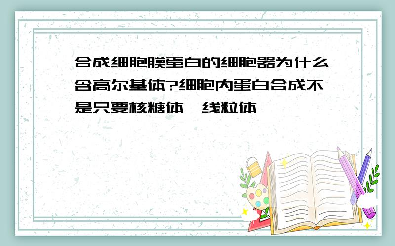 合成细胞膜蛋白的细胞器为什么含高尔基体?细胞内蛋白合成不是只要核糖体,线粒体