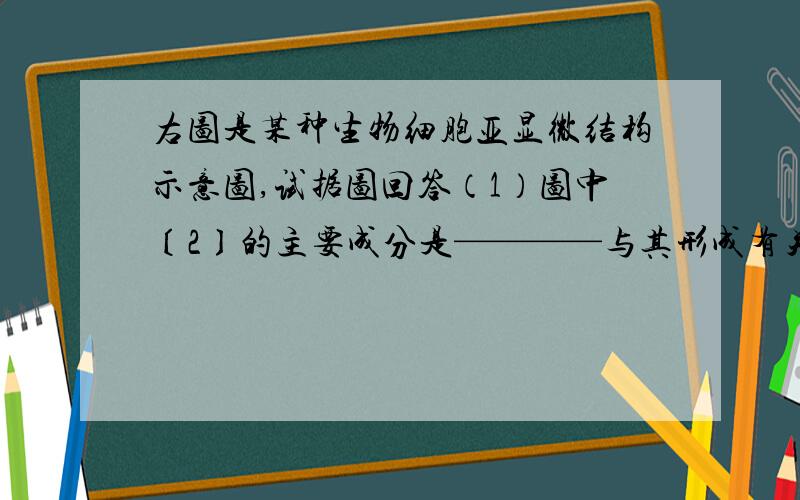 右图是某种生物细胞亚显微结构示意图,试据图回答（1）图中〔2〕的主要成分是————与其形成有关的细胞器是〔 〕 ——（2）图中【1】的结构特点是具有——,功能特点是——（3）非生