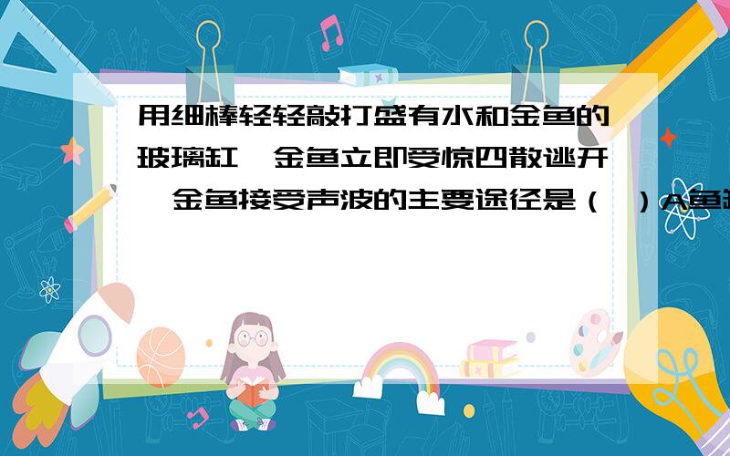 用细棒轻轻敲打盛有水和金鱼的玻璃缸,金鱼立即受惊四散逃开,金鱼接受声波的主要途径是（ ）A鱼缸－空气－水－鱼B空气－鱼－水C水－空气—鱼D鱼缸－水－鱼