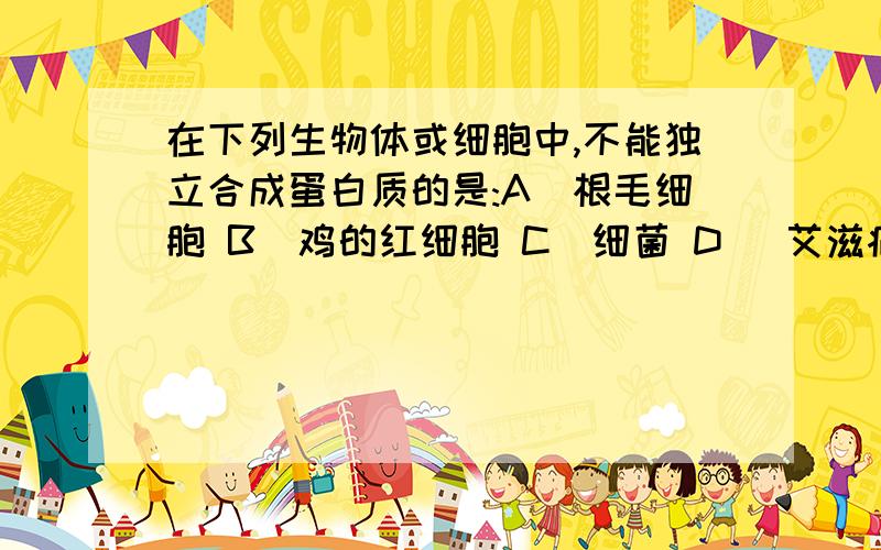 在下列生物体或细胞中,不能独立合成蛋白质的是:A．根毛细胞 B．鸡的红细胞 C．细菌 D． 艾滋病毒