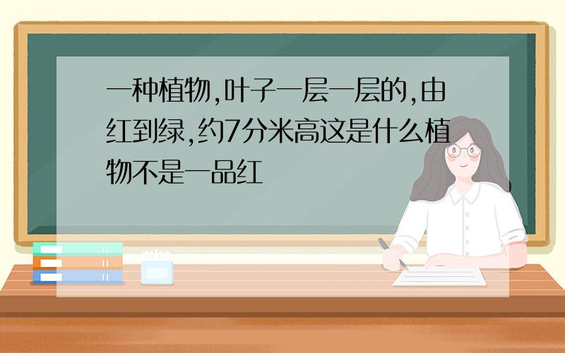 一种植物,叶子一层一层的,由红到绿,约7分米高这是什么植物不是一品红