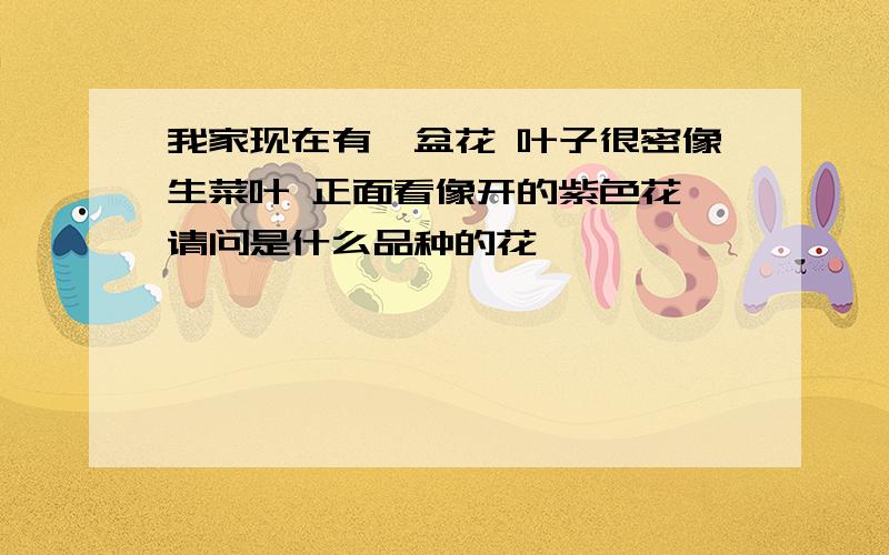 我家现在有一盆花 叶子很密像生菜叶 正面看像开的紫色花 请问是什么品种的花