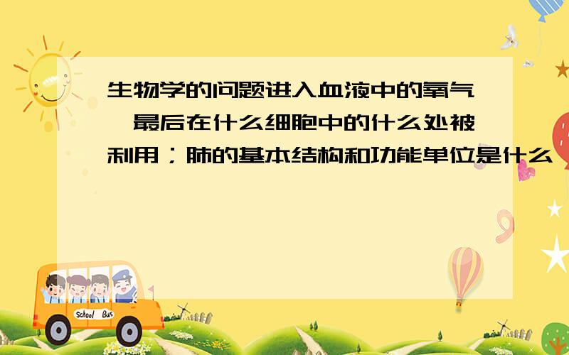 生物学的问题进入血液中的氧气,最后在什么细胞中的什么处被利用；肺的基本结构和功能单位是什么