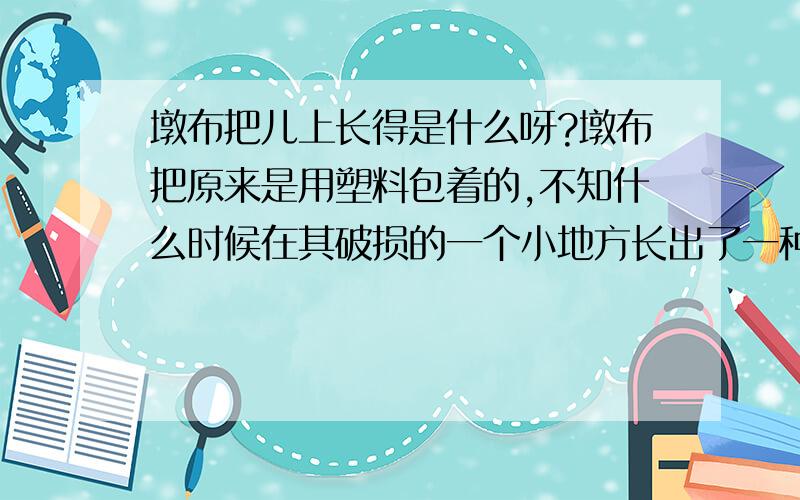 墩布把儿上长得是什么呀?墩布把原来是用塑料包着的,不知什么时候在其破损的一个小地方长出了一种东西.这种西呈淡黄色,扁圆型,身上还长着许多触角,好像海里的一种生物.这东西前些天长