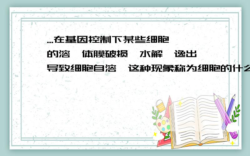 ...在基因控制下某些细胞酶的溶酶体膜破损,水解酶逸出,导致细胞自溶,这种现象称为细胞的什么