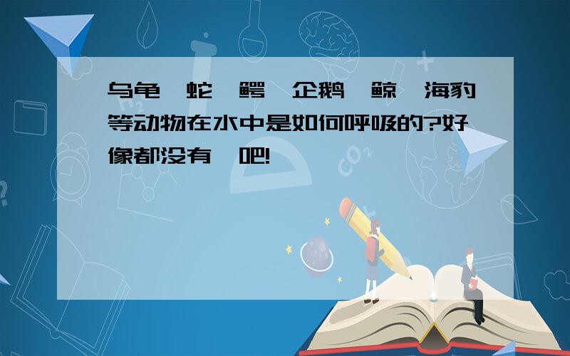 乌龟、蛇、鳄、企鹅、鲸、海豹等动物在水中是如何呼吸的?好像都没有鳃吧!