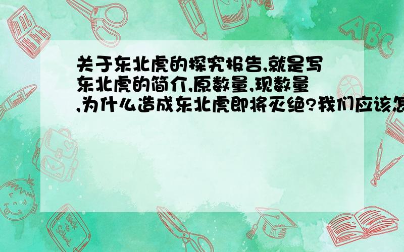 关于东北虎的探究报告,就是写东北虎的简介,原数量,现数量,为什么造成东北虎即将灭绝?我们应该怎样做