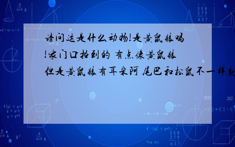 请问这是什么动物!是黄鼠狼吗!家门口拍到的 有点像黄鼠狼但是黄鼠狼有耳朵阿 尾巴和松鼠不一样就是一条这样子 这是什么生物