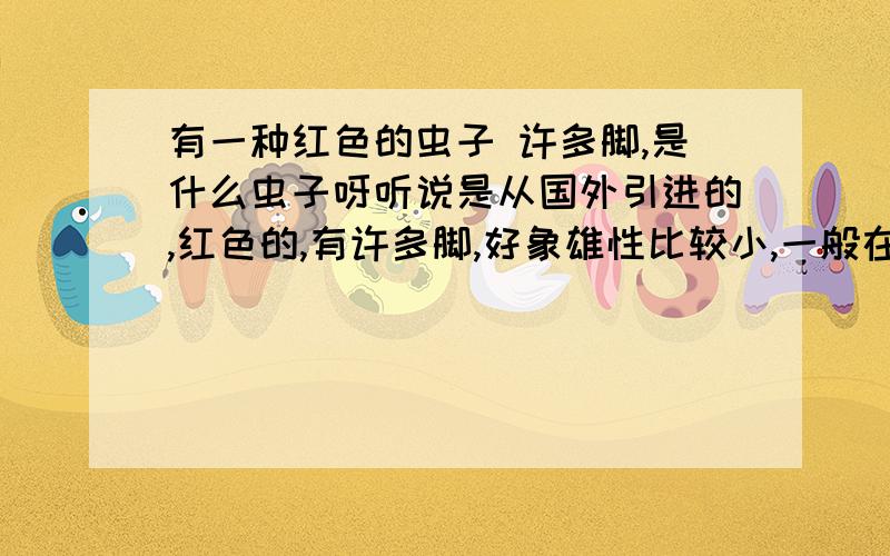 有一种红色的虫子 许多脚,是什么虫子呀听说是从国外引进的,红色的,有许多脚,好象雄性比较小,一般在六月份至十二月份再来活动,什么地方都会去,地上,墙上、天花板、桌上.,只要是不光滑