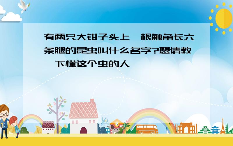 有两只大钳子头上一根触角长六条腿的昆虫叫什么名字?想请教一下懂这个虫的人