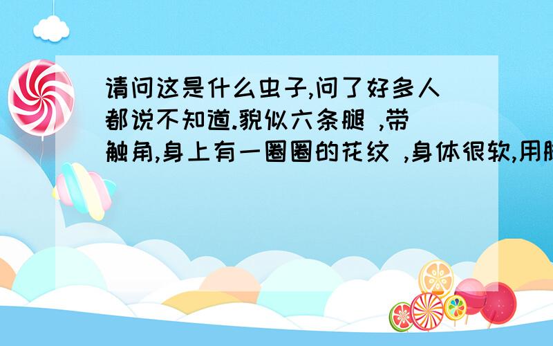 请问这是什么虫子,问了好多人都说不知道.貌似六条腿 ,带触角,身上有一圈圈的花纹 ,身体很软,用脚一踩就死掉了,不会飞在地上爬的很快,T_T~