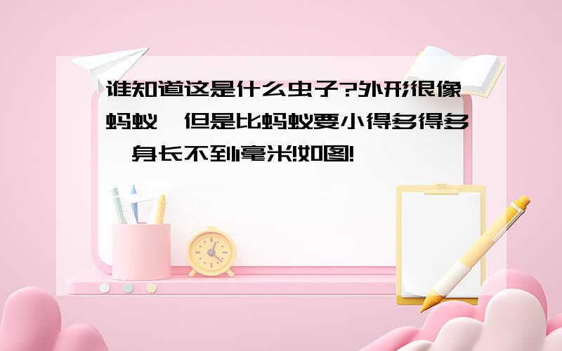 谁知道这是什么虫子?外形很像蚂蚁,但是比蚂蚁要小得多得多,身长不到1毫米!如图!