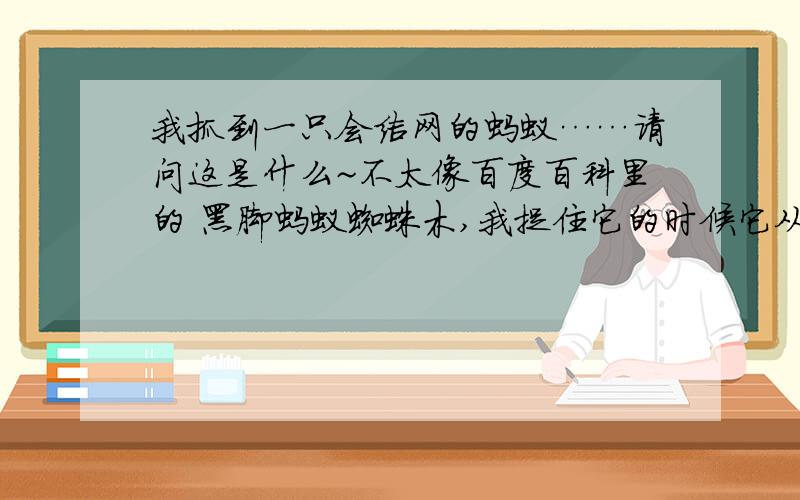 我抓到一只会结网的蚂蚁……请问这是什么~不太像百度百科里的 黑脚蚂蚁蜘蛛木,我捉住它的时候它从我手上往下跳,像蜘蛛一样屁股上吐出丝来,就跟捉蜘蛛一样