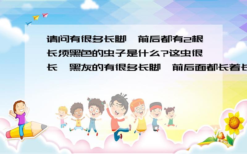 请问有很多长脚、前后都有2根长须黑色的虫子是什么?这虫很长,黑灰的有很多长脚,前后面都长着长长的2根须,大概有17-19厘米长,爬得不是很快,请问是什么?