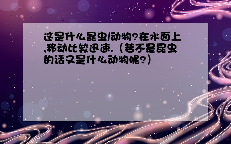 这是什么昆虫/动物?在水面上,移动比较迅速.（若不是昆虫的话又是什么动物呢?）