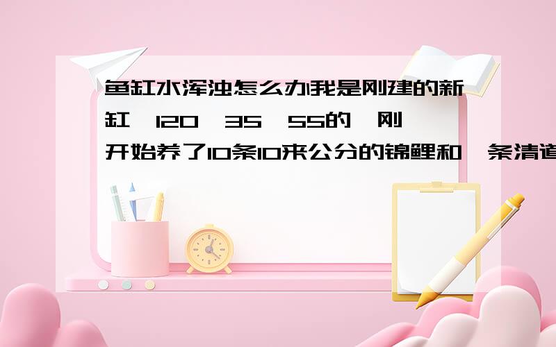 鱼缸水浑浊怎么办我是刚建的新缸,120*35*55的,刚开始养了10条10来公分的锦鲤和一条清道夫,水一直很混浊,后来减成5条锦鲤和一条清道夫,水质好转了些,不过也是比较浑浊,养到现在已经2个多月