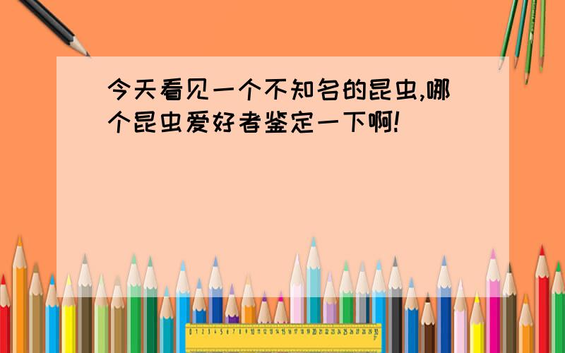 今天看见一个不知名的昆虫,哪个昆虫爱好者鉴定一下啊!