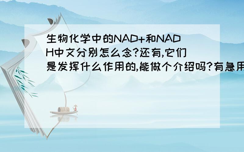 生物化学中的NAD+和NADH中文分别怎么念?还有,它们是发挥什么作用的,能做个介绍吗?有急用,