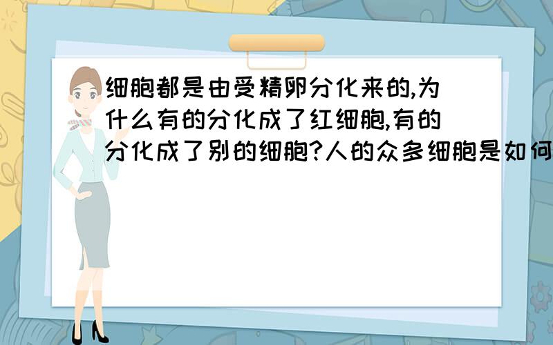 细胞都是由受精卵分化来的,为什么有的分化成了红细胞,有的分化成了别的细胞?人的众多细胞是如何通过受精卵形成的?是先分裂在分化?在是别的?为什么到一定数量就停止了呢?