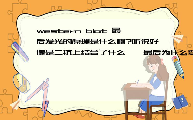 western blot 最后发光的原理是什么啊?听说好像是二抗上结合了什么酶,最后为什么要用ECL洗一下?求详解