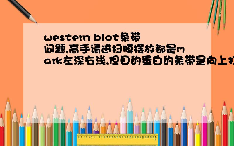 western blot条带问题,高手请进扫膜摆放都是mark左深右浅,但目的蛋白的条带是向上打弯（凸型）, 而 actin条带是向下打弯（凹型）,为什么会出现这种情况?