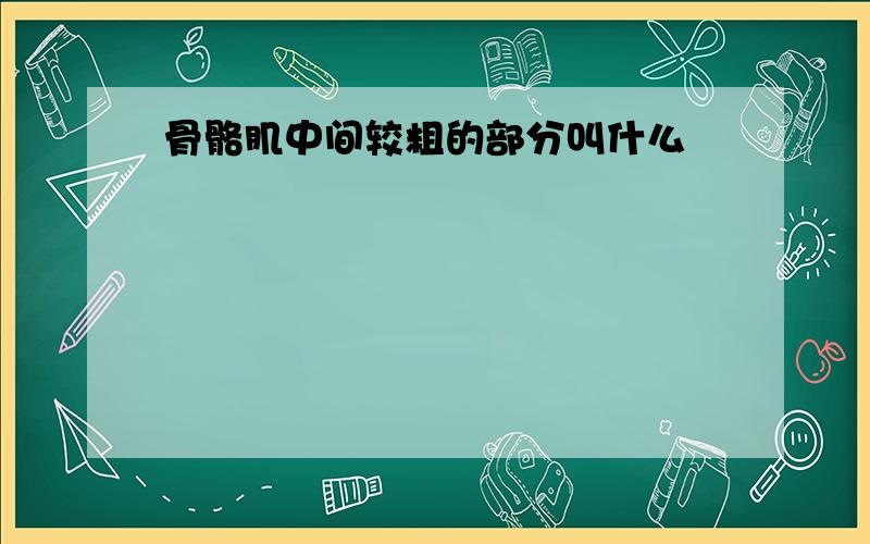 骨骼肌中间较粗的部分叫什么