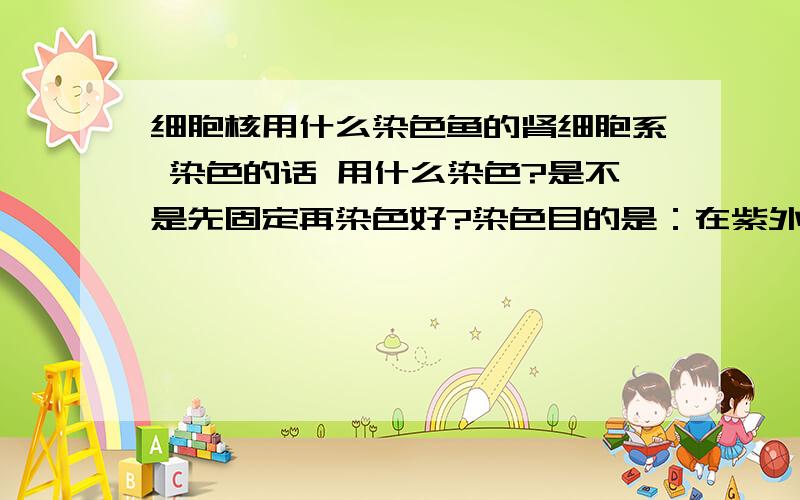 细胞核用什么染色鱼的肾细胞系 染色的话 用什么染色?是不是先固定再染色好?染色目的是：在紫外线下观察用荧光标记的基因的表达定位 且能明显分出核与质