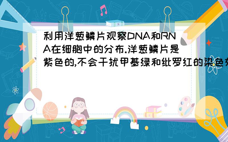 利用洋葱鳞片观察DNA和RNA在细胞中的分布.洋葱鳞片是紫色的,不会干扰甲基绿和纰罗红的染色效果吗?