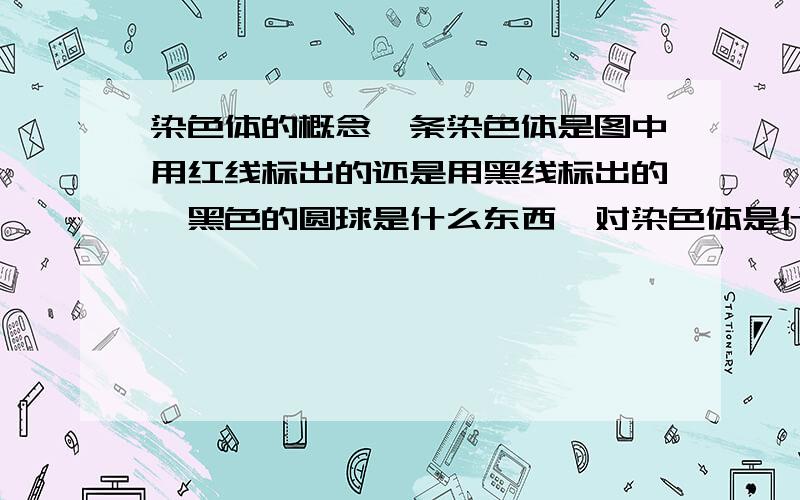 染色体的概念一条染色体是图中用红线标出的还是用黑线标出的,黑色的圆球是什么东西一对染色体是什么意思是