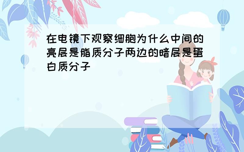 在电镜下观察细胞为什么中间的亮层是脂质分子两边的暗层是蛋白质分子