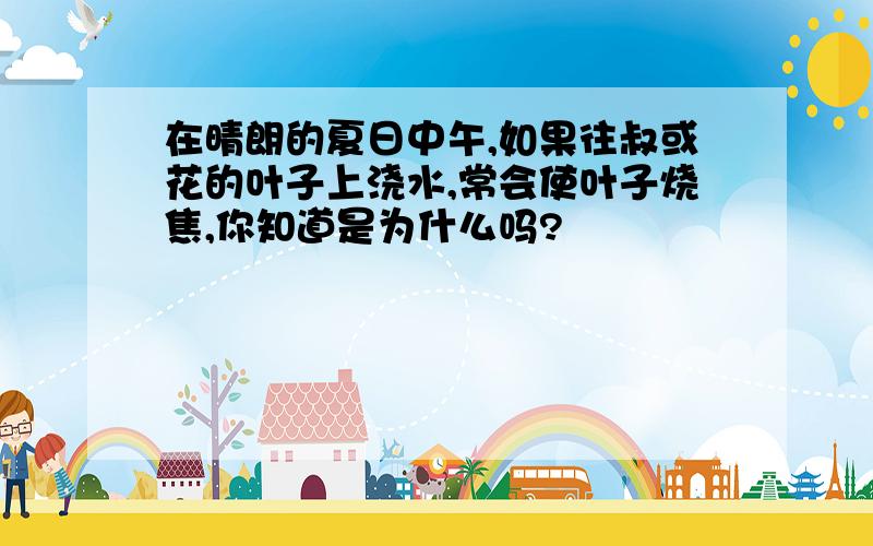 在晴朗的夏日中午,如果往叔或花的叶子上浇水,常会使叶子烧焦,你知道是为什么吗?