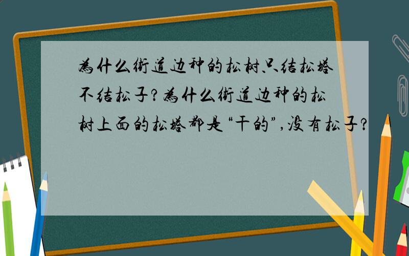 为什么街道边种的松树只结松塔不结松子?为什么街道边种的松树上面的松塔都是“干的”,没有松子?