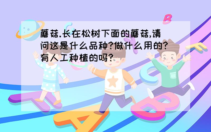 蘑菇.长在松树下面的蘑菇,请问这是什么品种?做什么用的?有人工种植的吗?