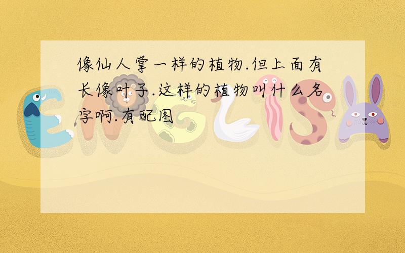 像仙人掌一样的植物.但上面有长像叶子.这样的植物叫什么名字啊.有配图