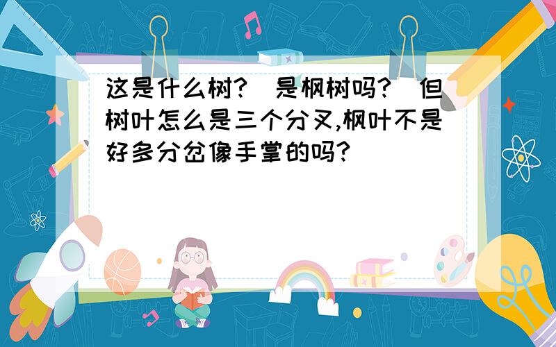 这是什么树?（是枫树吗?）但树叶怎么是三个分叉,枫叶不是好多分岔像手掌的吗?