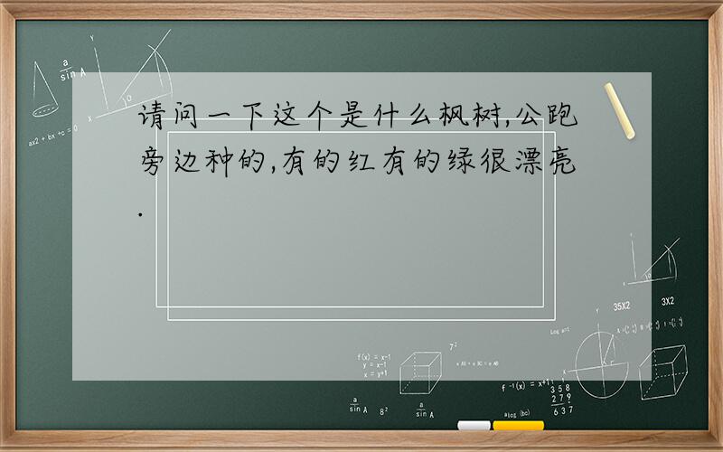 请问一下这个是什么枫树,公跑旁边种的,有的红有的绿很漂亮.